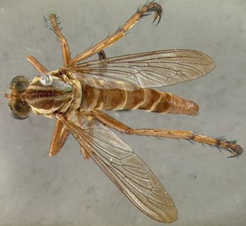 Media type: image;   Entomology 12820 Aspect: habitus dorsal view